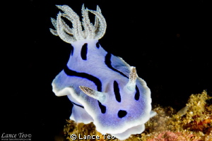 NudiCruising

F22 ISO100
1/250 by Lance Teo 